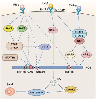 New insights into the characteristics of DRAK2 and its role in apoptosis: From molecular mechanisms to clinically applied potential